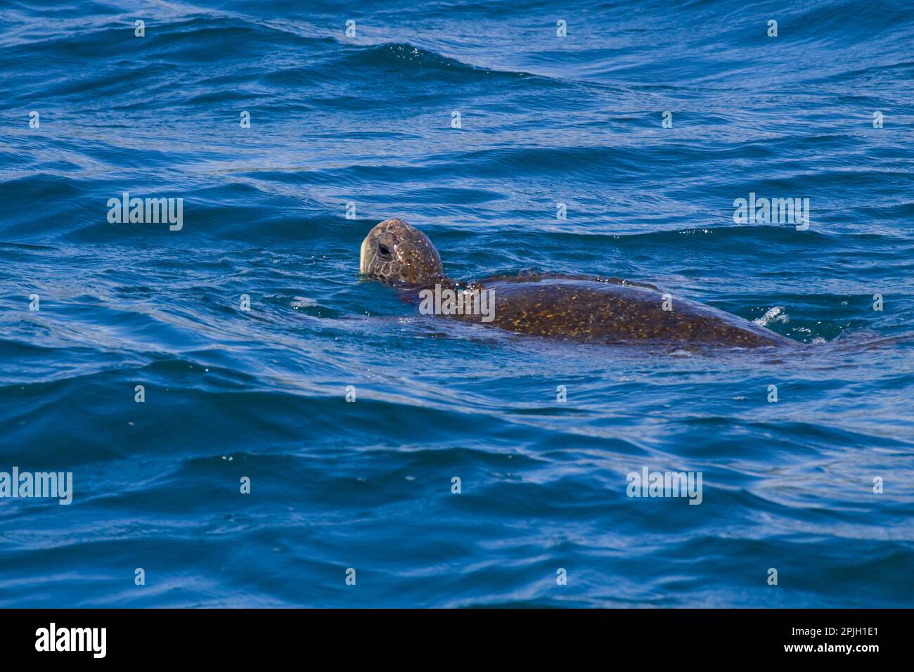 Chelonia mydas agassizi, tortue verte du Pacifique oriental, tortue verte des galapagos (Chelonia mydas agassizii), tortue verte du Pacifique, Pacifique oriental Banque D'Images