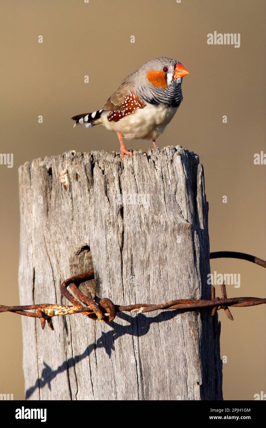 Zebra Finch (Taeniopygia guttata) adulte mâle, perché sur un poste de clôture, sud-est du Queensland, Australie Banque D'Images