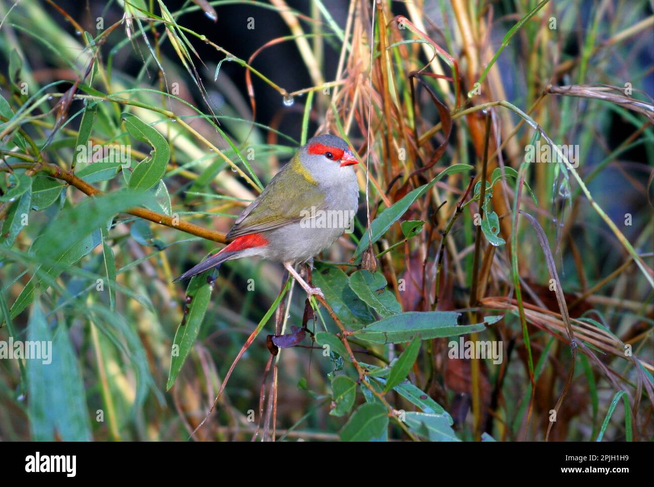 finch brun rouge (Neochima temporalis) adulte dans une végétation basse, sud-est du Queensland, Australie Banque D'Images