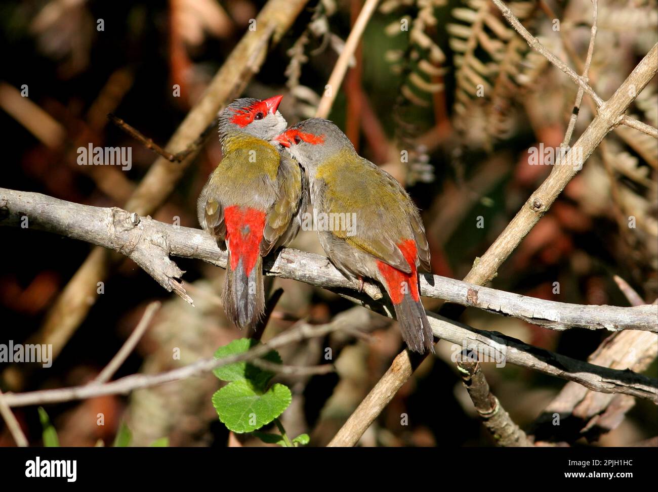 finch brun rouge (Neochima temporalis), paire d'adultes, splendeur mutuelle, sud-est du Queensland, Australie Banque D'Images