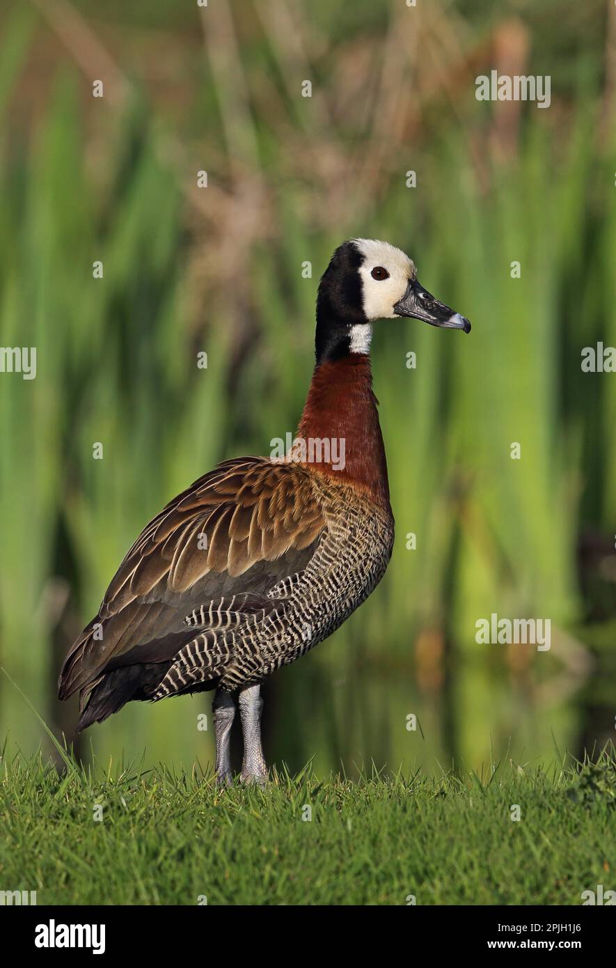 Canard siffleur de veuve, canard de veuve, canard siffleur à face blanche (Dendrocygna viduata), canards de veuve, oiseaux d'oie, demi-oies, animaux, Oiseaux Banque D'Images