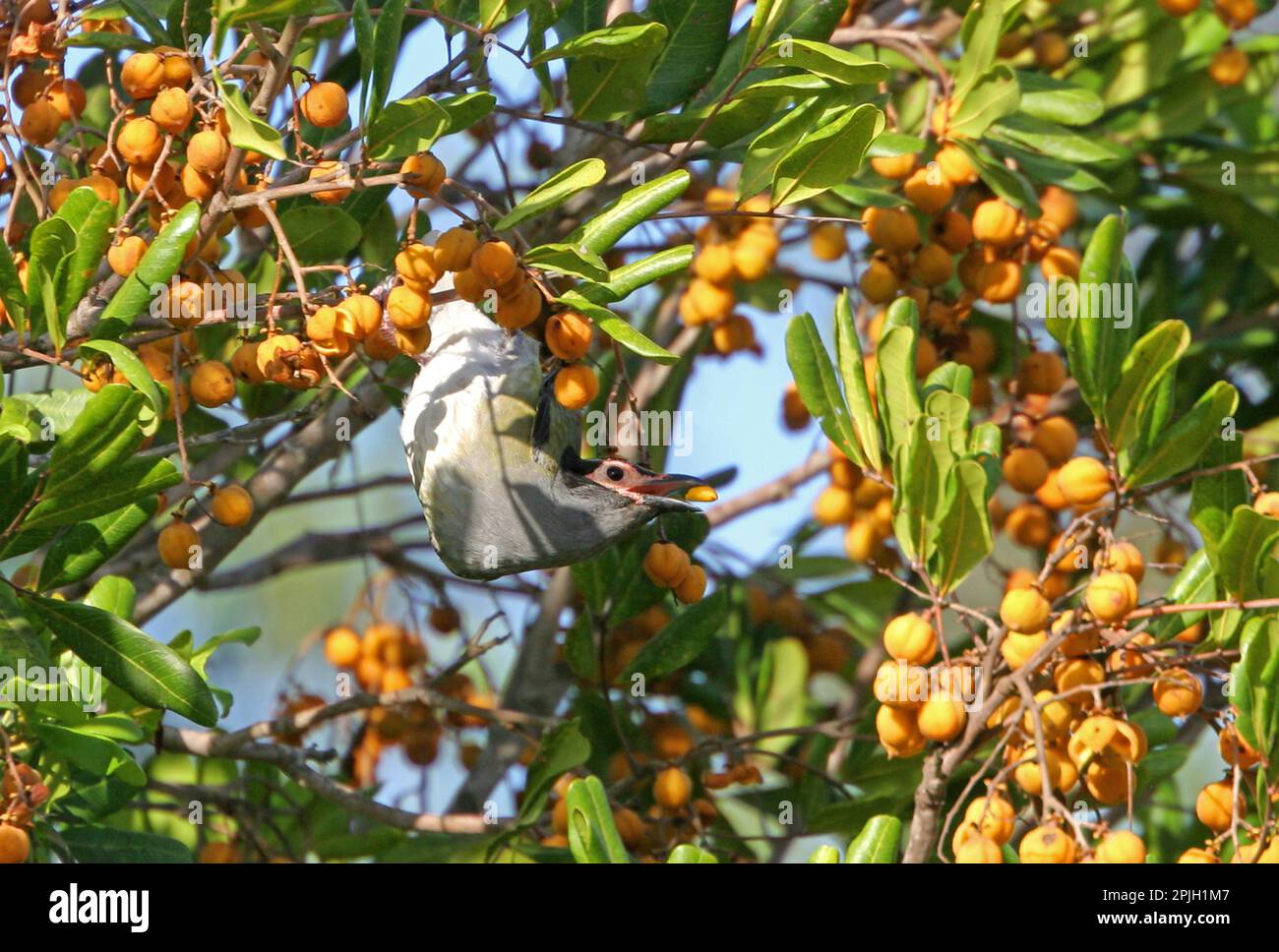 Oiseau de figuier vert (Sphecotheres viridis vieilloti), forme de visage rose, mâle adulte dans un arbre fruitier, en train de jeter des graines, Queensland, Australie Banque D'Images