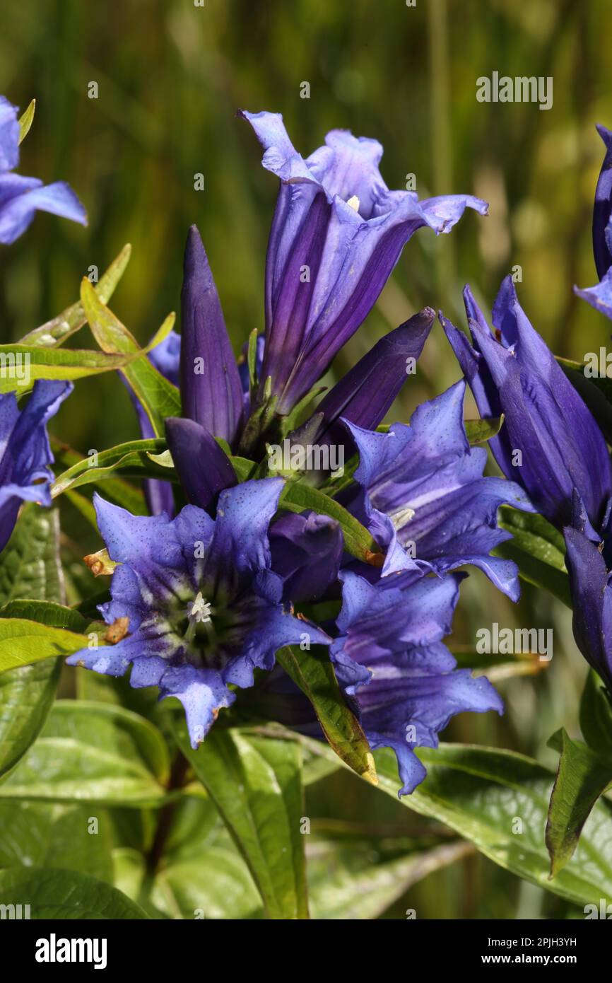 Willow (Gentiana asclepiadea gentiane) Banque D'Images