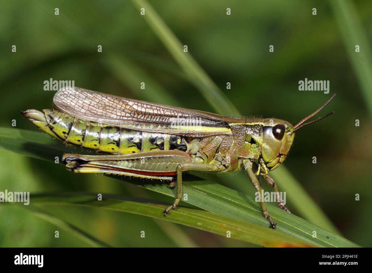 Grand sauterelle de marais (Stethophyma grossum) Banque D'Images