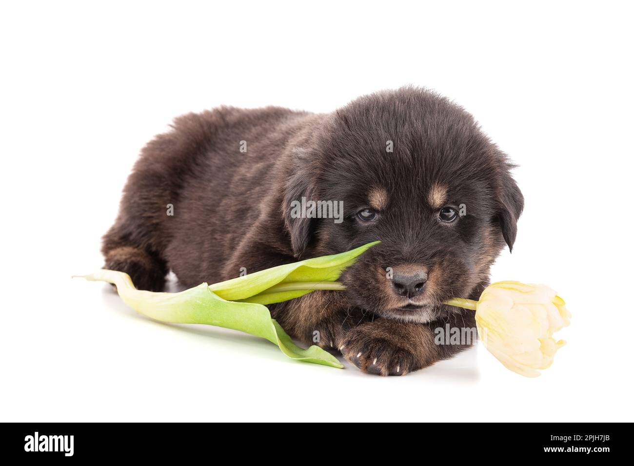 Chiot d'un Tibet dogue élevage manger des fleurs sur un fond blanc Banque D'Images