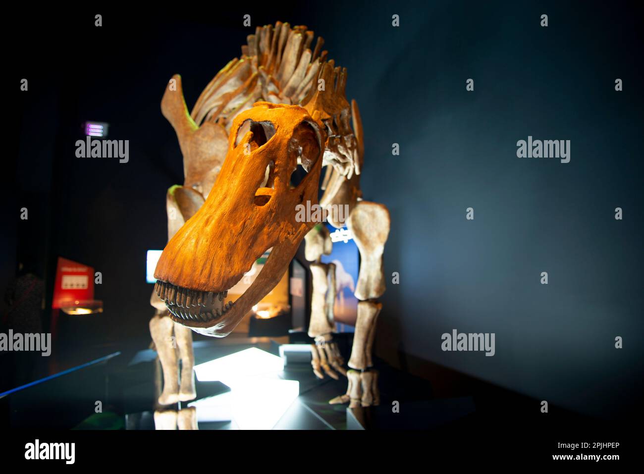 Brachytrachelopan Dinosaur Skeleton Banque D'Images