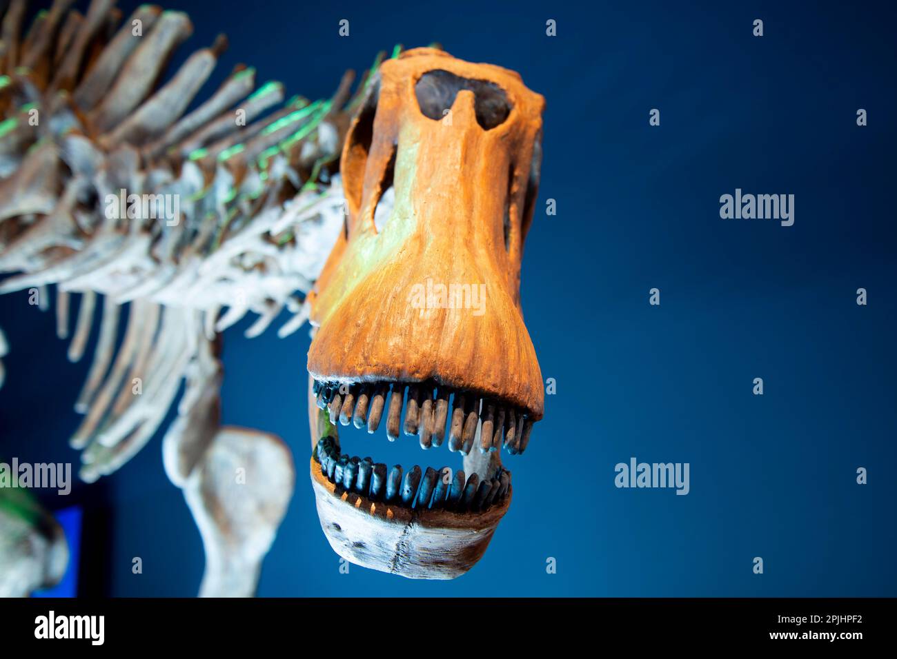 Brachytrachelopan Dinosaur Skeleton Banque D'Images