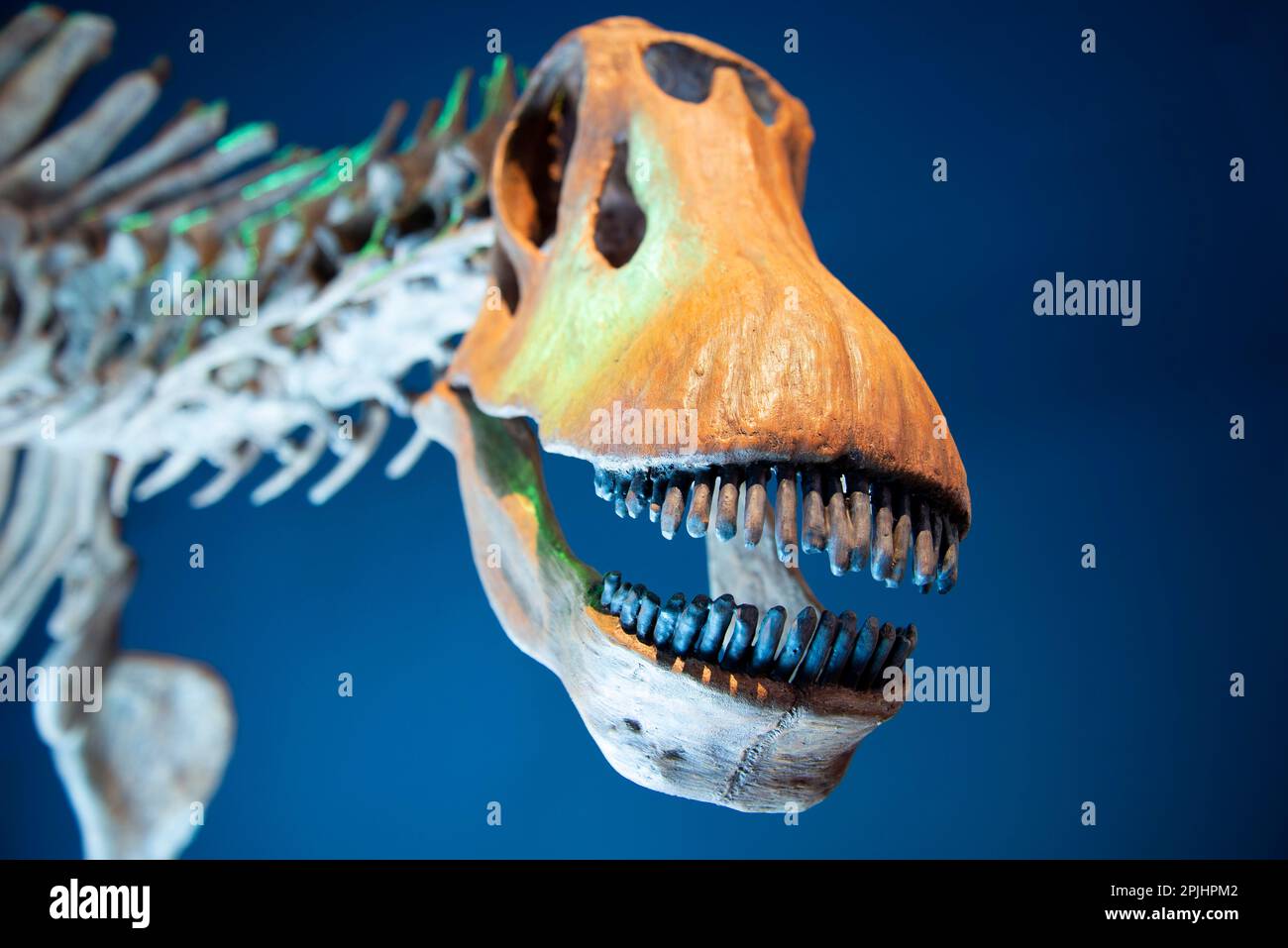 Brachytrachelopan Dinosaur Skeleton Banque D'Images