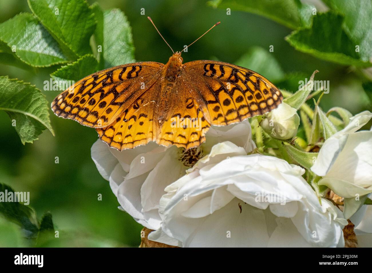 Un papillon fritté orange sur une rose blanche Banque D'Images