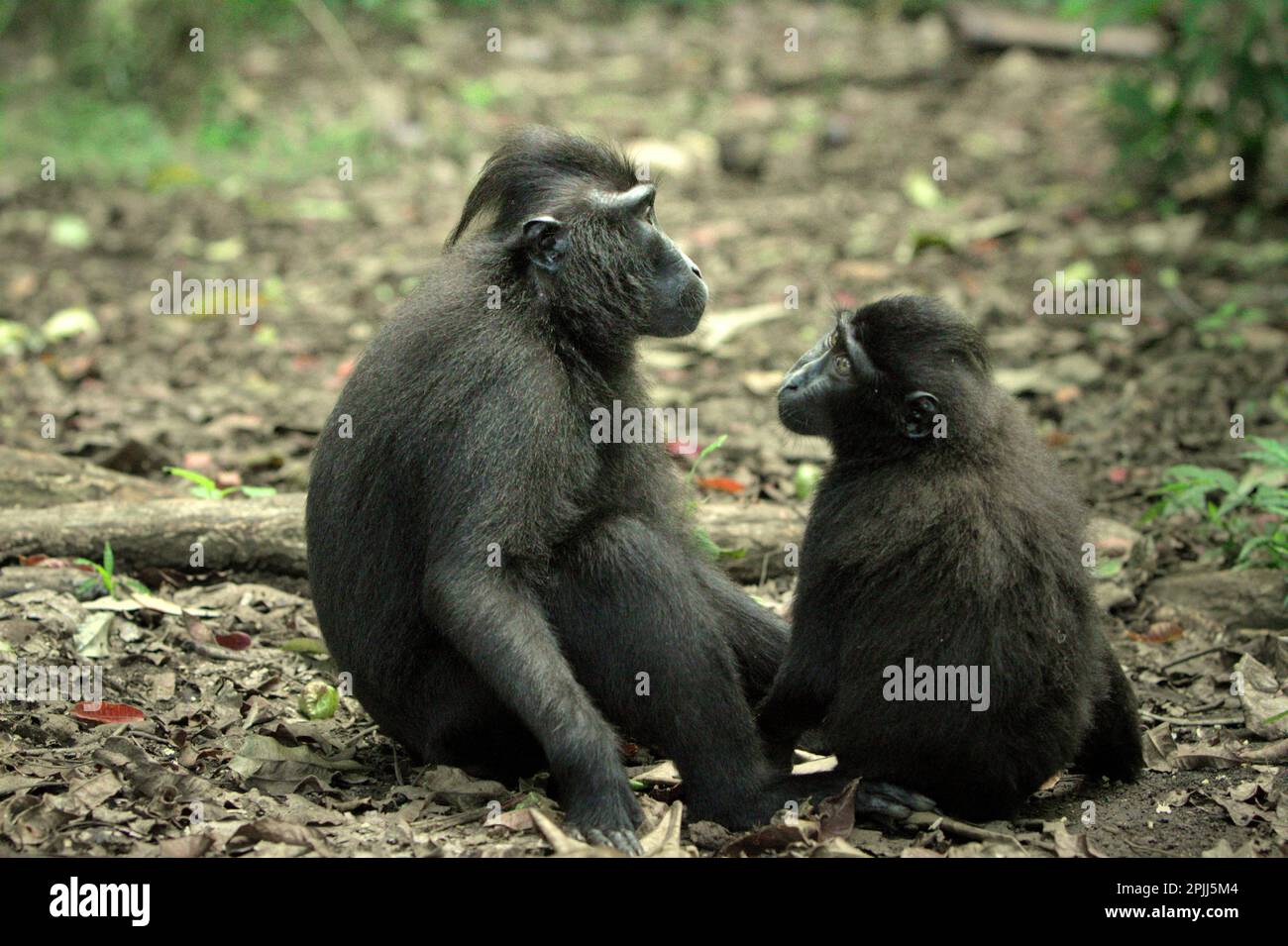 Une femelle adulte et un mineur de macaque à craché noir de Sulawesi (Macaca nigra) sont assis sur le terrain pendant l'activité sociale dans la réserve naturelle de Tangkoko, au nord de Sulawesi, en Indonésie. Un visage « neutre » (visage sans mouvement) chez les primates communique encore quelque chose, en particulier lorsque le visage est placé comme un composant dans les signaux multicomposants, selon une équipe de scientifiques primates dirigée par Bridget M. Waller (Département de psychologie, Université Nottingham Trent, Nottingham, Royaume-Uni) Dans leur document de recherche publié en ligne pour la première fois en janvier 2022 par l'International Journal of Primatologie; acce Banque D'Images