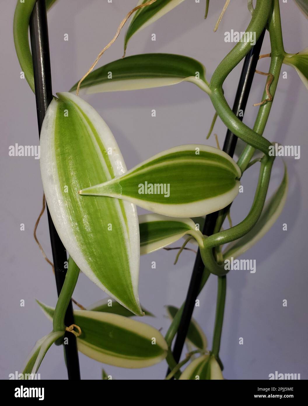 Gros plan sur les feuilles blanches et vertes de l'orchidée de vanille planifolia Banque D'Images