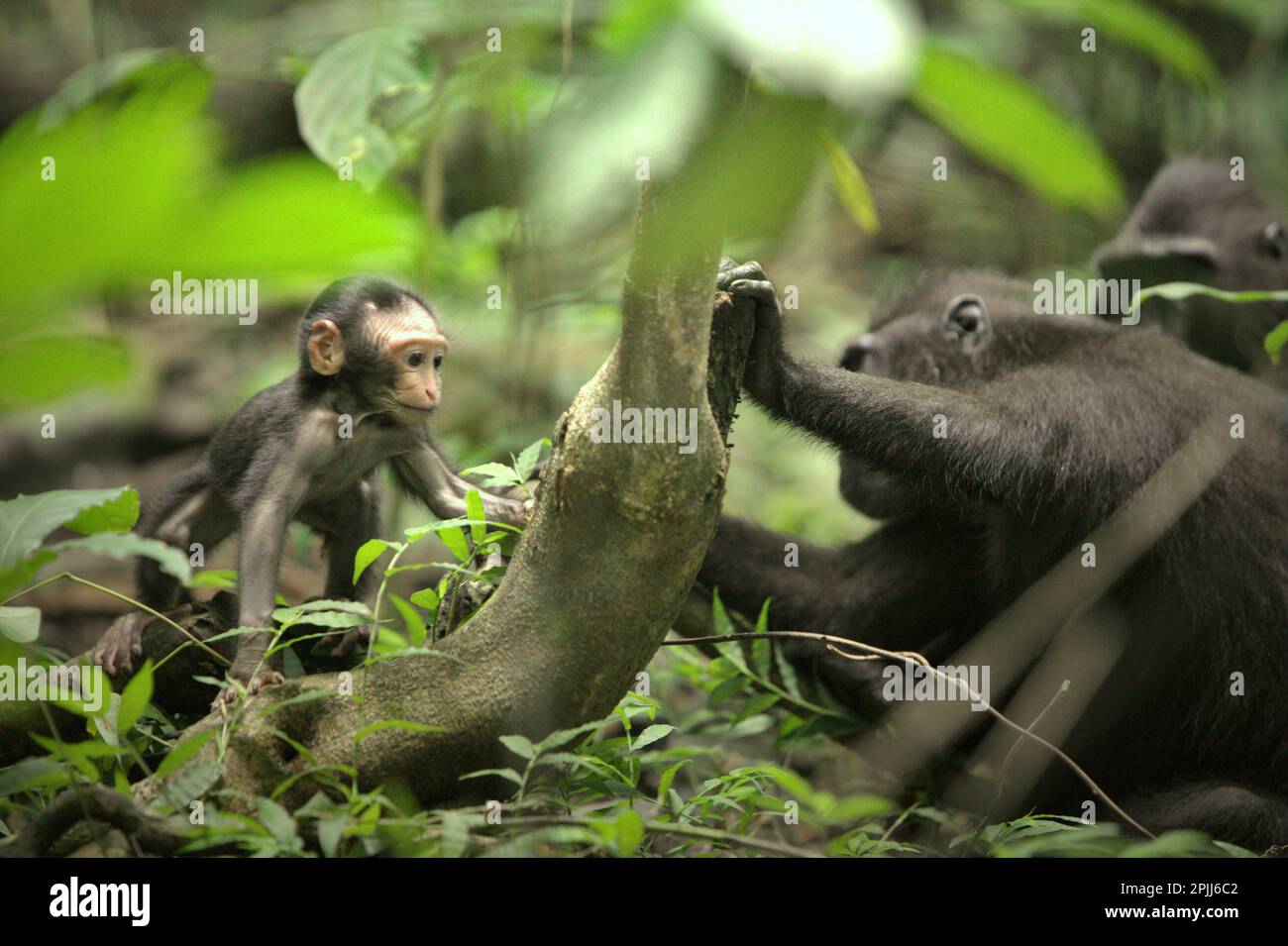 Signal de communication des primates Banque de photographies et d ...