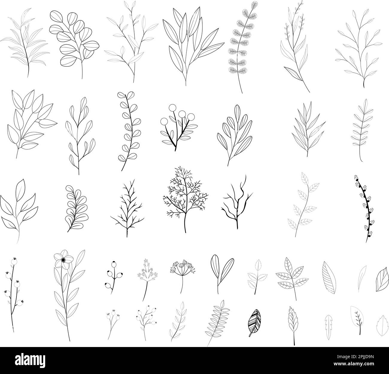 Ensemble de plantes florales dessinées à la main. Illustration vectorielle Illustration de Vecteur