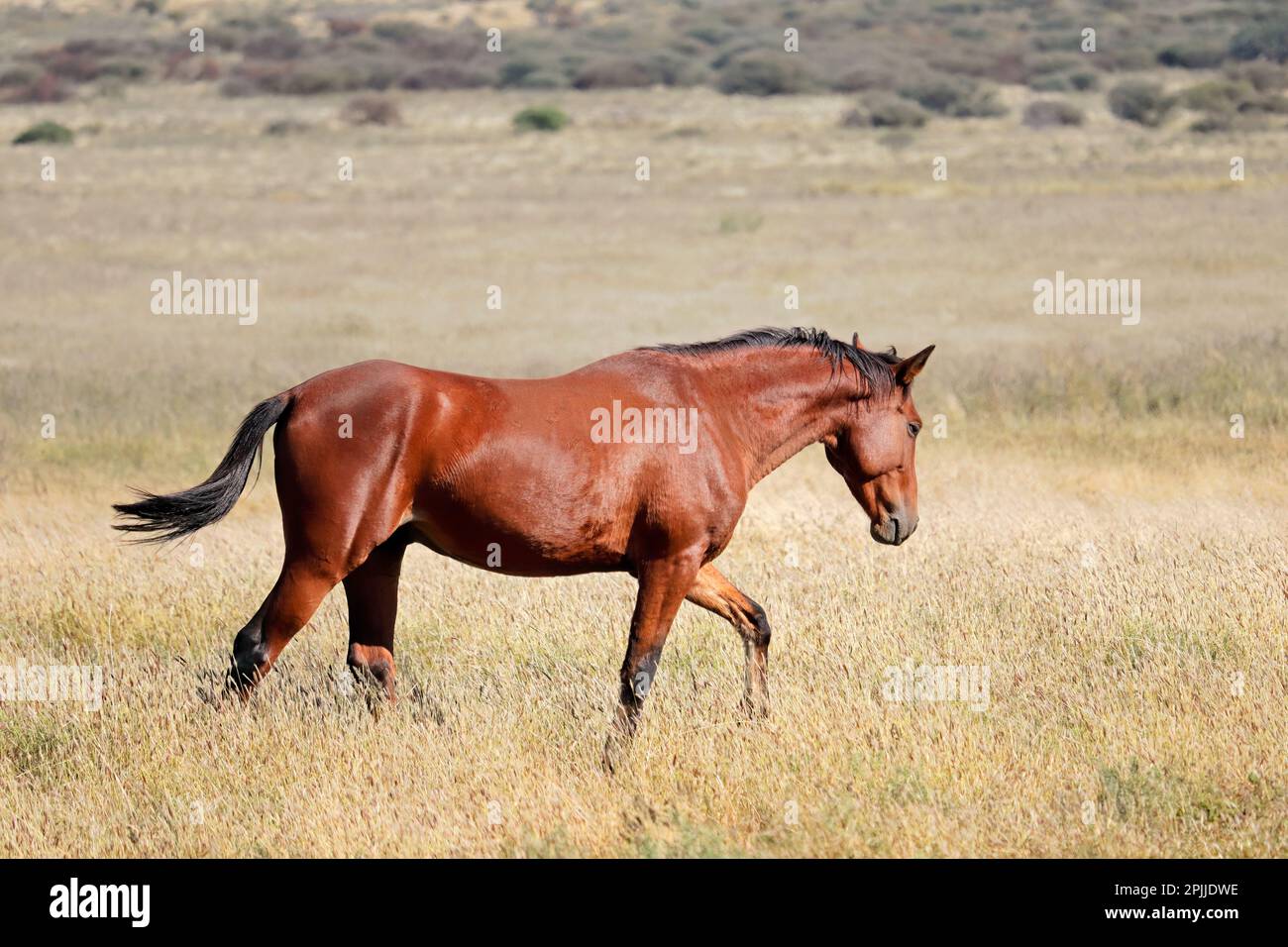 Un cheval libre marchant dans les prairies ouvertes, en Afrique du Sud Banque D'Images