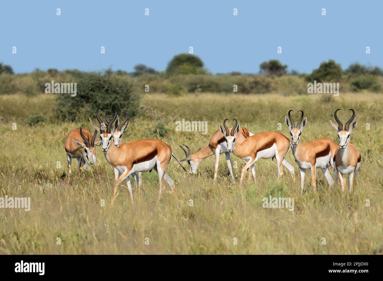 Le Springbok (Antidorcas marsupialis antilopes) dans l'habitat naturel, Afrique du Sud Banque D'Images