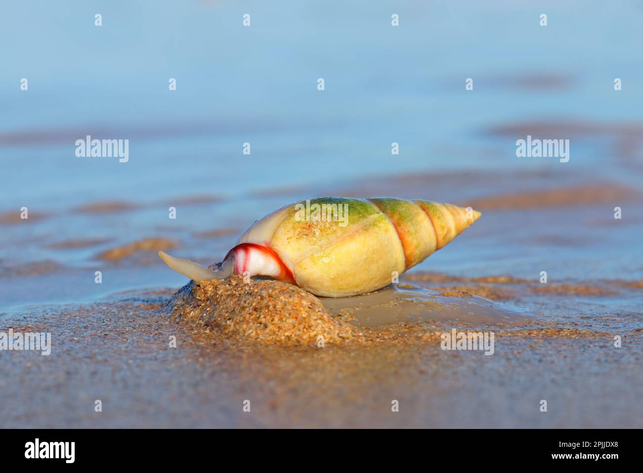 Escargot de charrue (Bulliua la digitaline), une espèce d', sur la plage, Afrique du Sud Banque D'Images