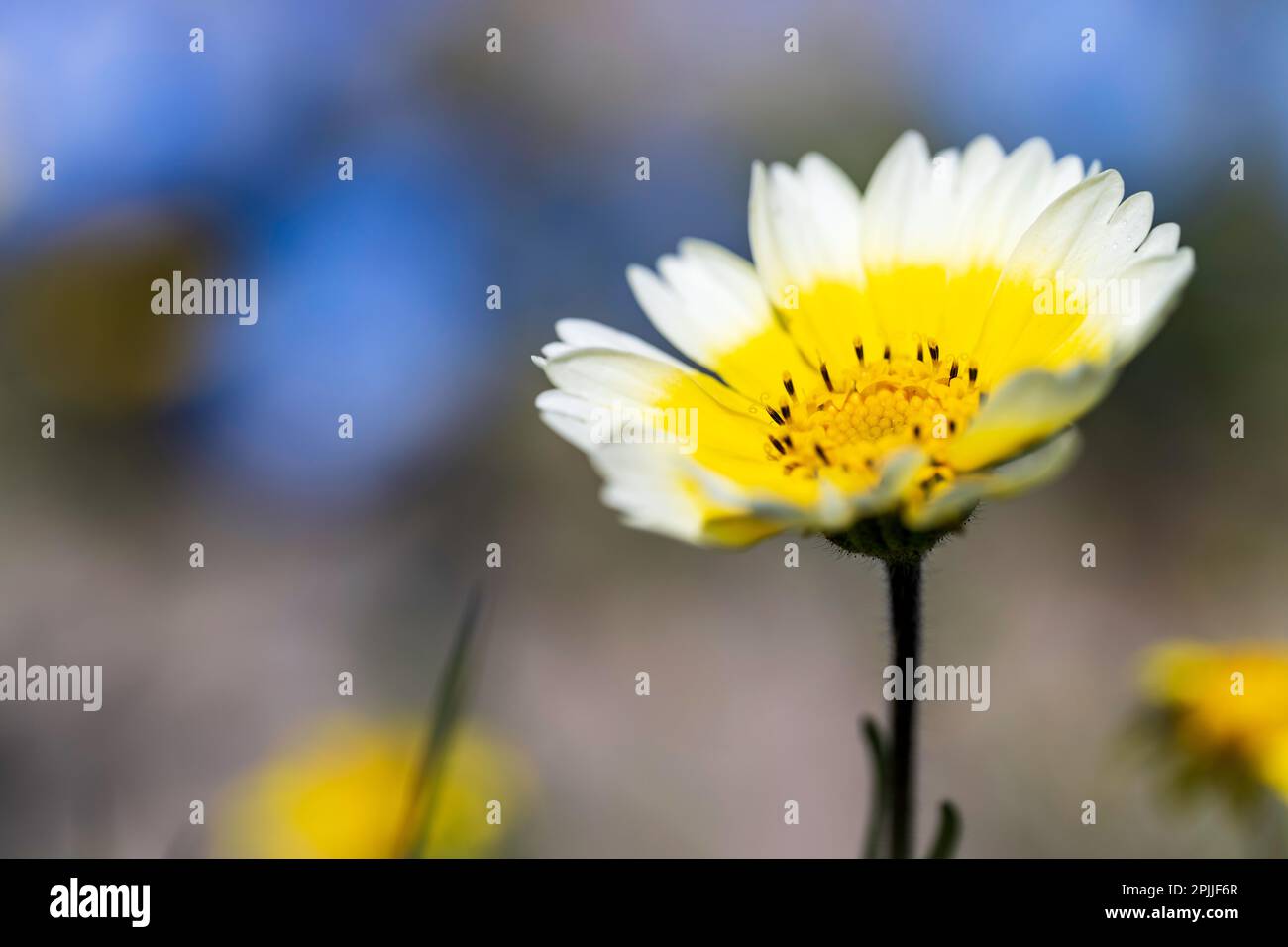 Fleurs sauvages dans la vallée de la Californie Banque D'Images