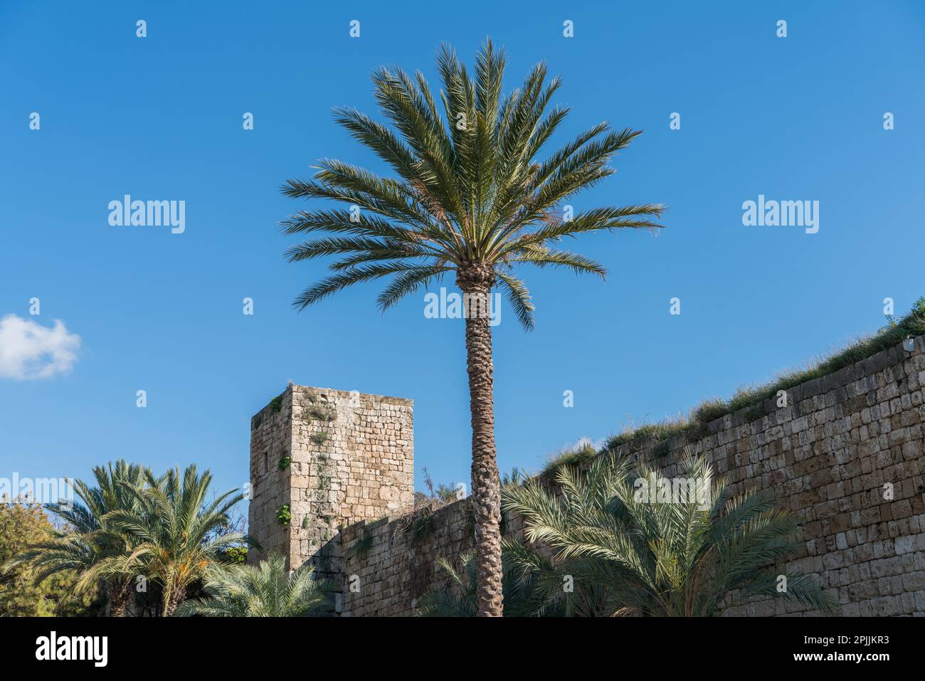 Palmiers à l'extérieur du vieux bâtiment Byblos Liban Moyen-Orient Banque D'Images