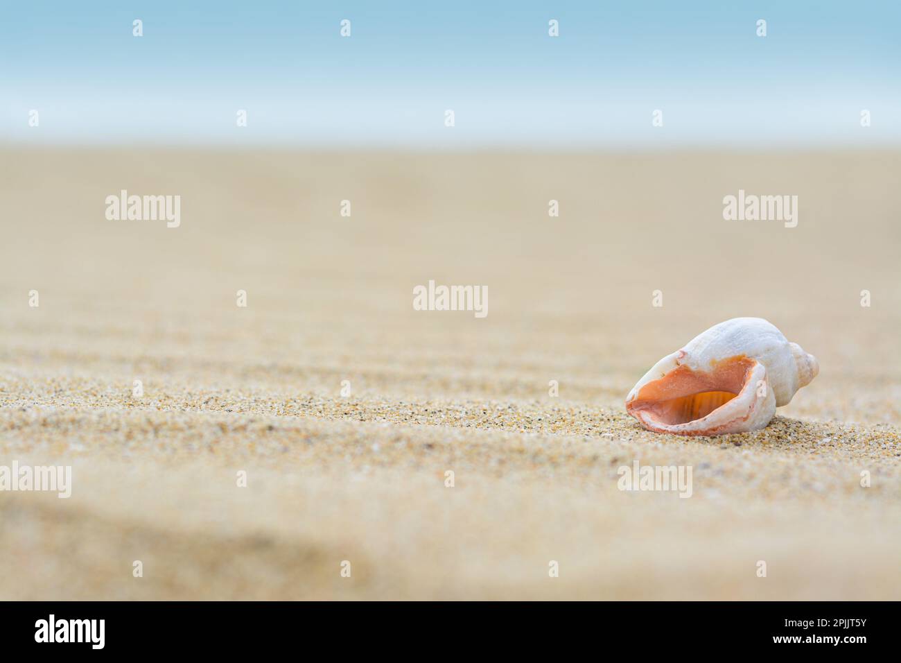 Vue en gros plan sur le magnifique bord de mer sur le sable de la plage. Espace pour le texte Banque D'Images