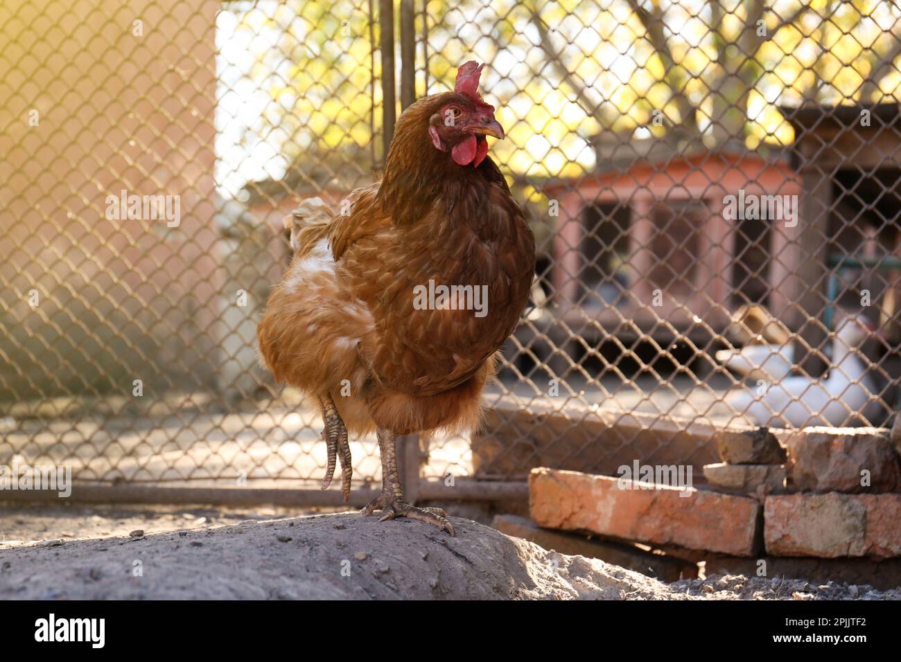 Une belle poule dans la cour. Animal domestique Banque D'Images