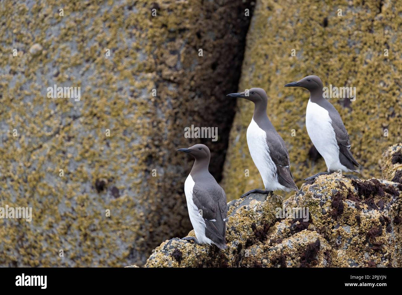 Le murmure commun ou guillemot commun sur la falaise en écosse. Banque D'Images