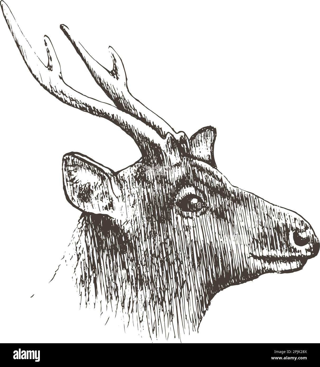 Deer, dessin à la main, illustration vectorielle Illustration de Vecteur