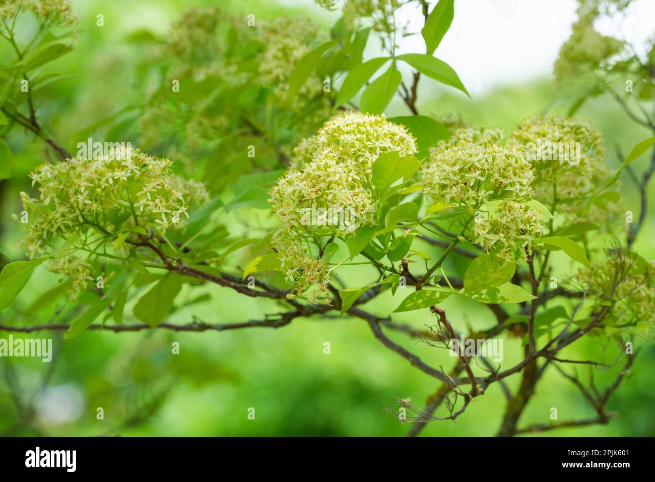 Ptéléa trifoliata Aurea, frêne doré, arbuste à feuilles caduques, feuilles trifoliées, petites fleurs vertes/jaunes Banque D'Images