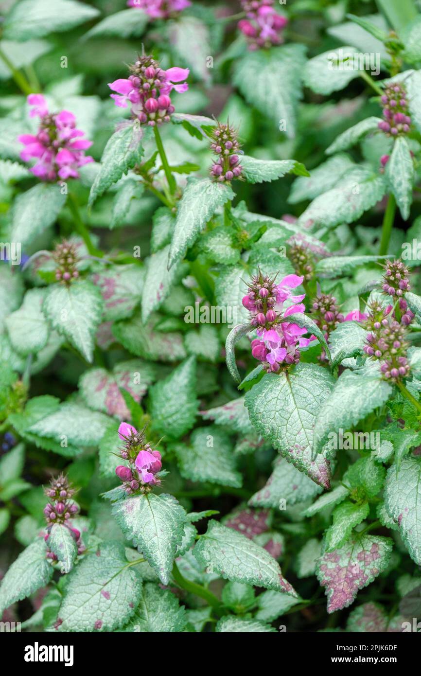 Lamium maculatum Beacon argent, feuilles vivaces et argentées bordées de fleurs vertes et roses Banque D'Images