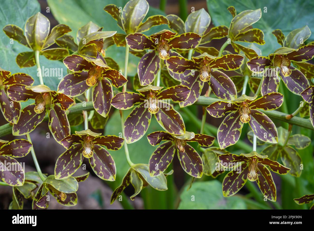 Gros plan sur les fleurs marron clair et vert jaune d'espèces d'orchidées tropicales grammatophyllum scriptum fleurir à l'extérieur sur fond naturel Banque D'Images