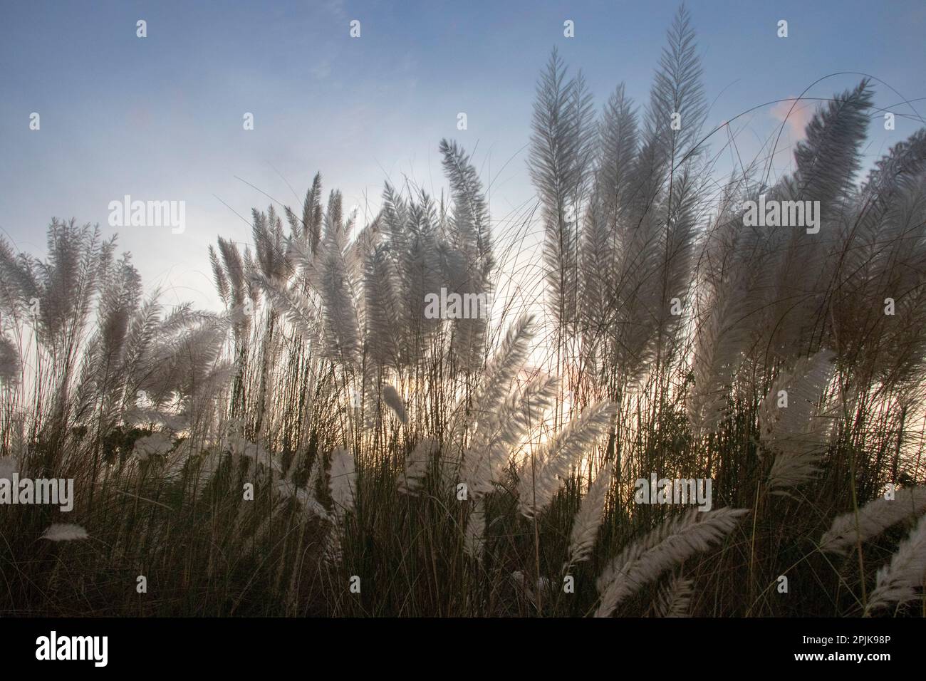 Magnifique kans blanc herbe / kash phool (en langue bengali), ciel bleu , pendant la saison d'automne. Dans la ville de Dhaka, tourné au Bangladesh Banque D'Images