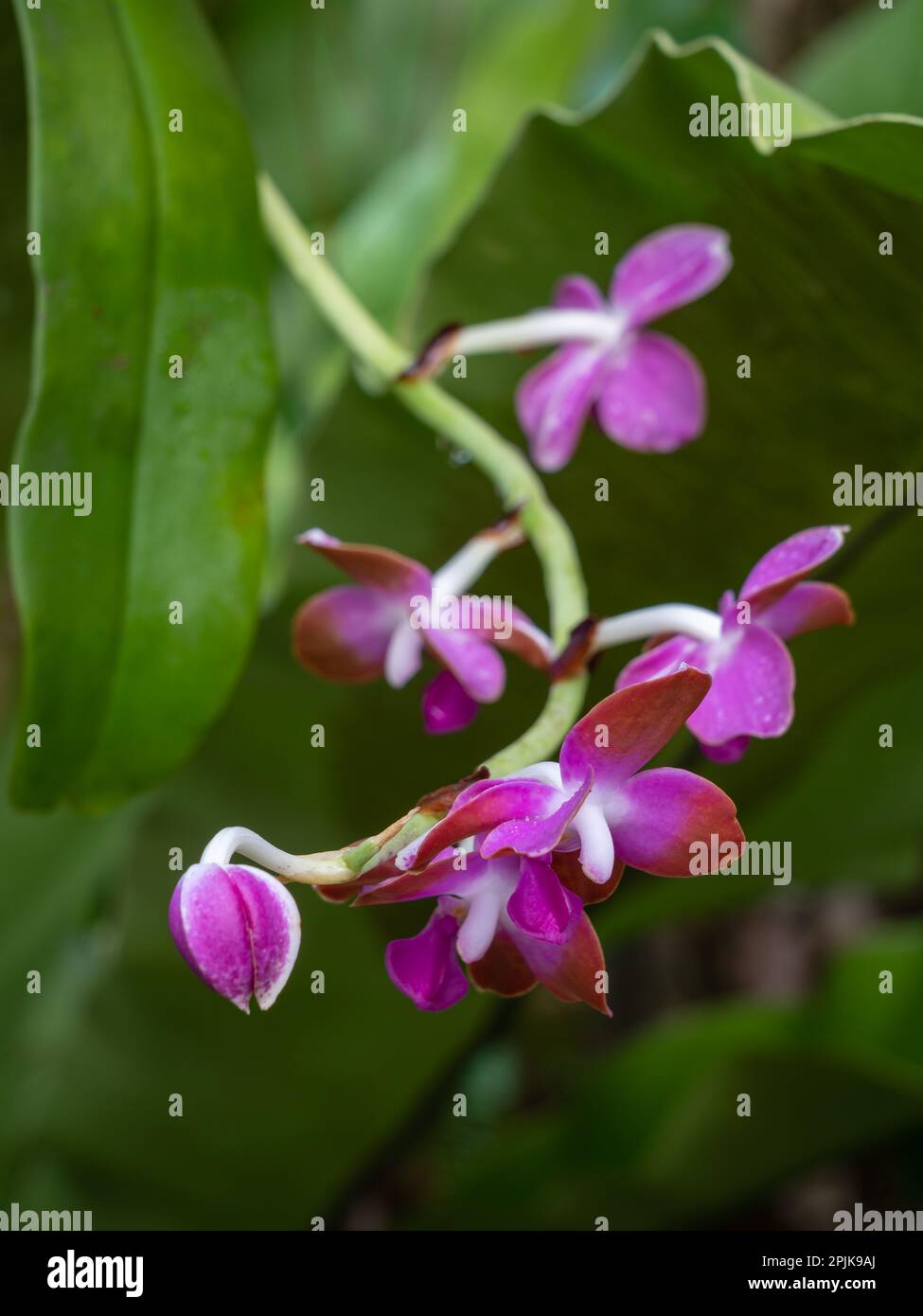 Vue rapprochée de l'espèce d'orchidée tropicale épiphytique colorée hygrochilus parishii var numottiana qui fleurit avec des fleurs violettes, blanches et brunes Banque D'Images