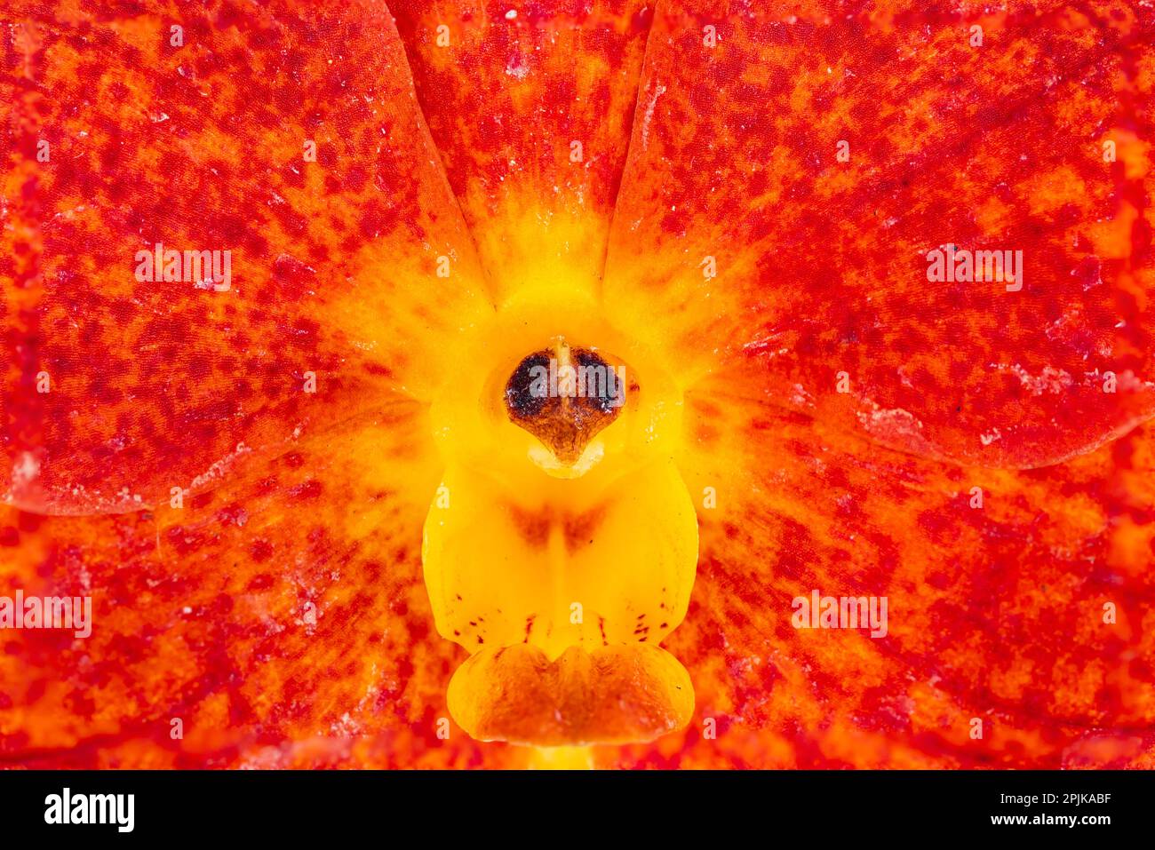 Très gros plan de fleur d'orchidée hybride d'Ascocentrum orange avec texture de pétales dans le sud-est tropical de l'asie. Banque D'Images