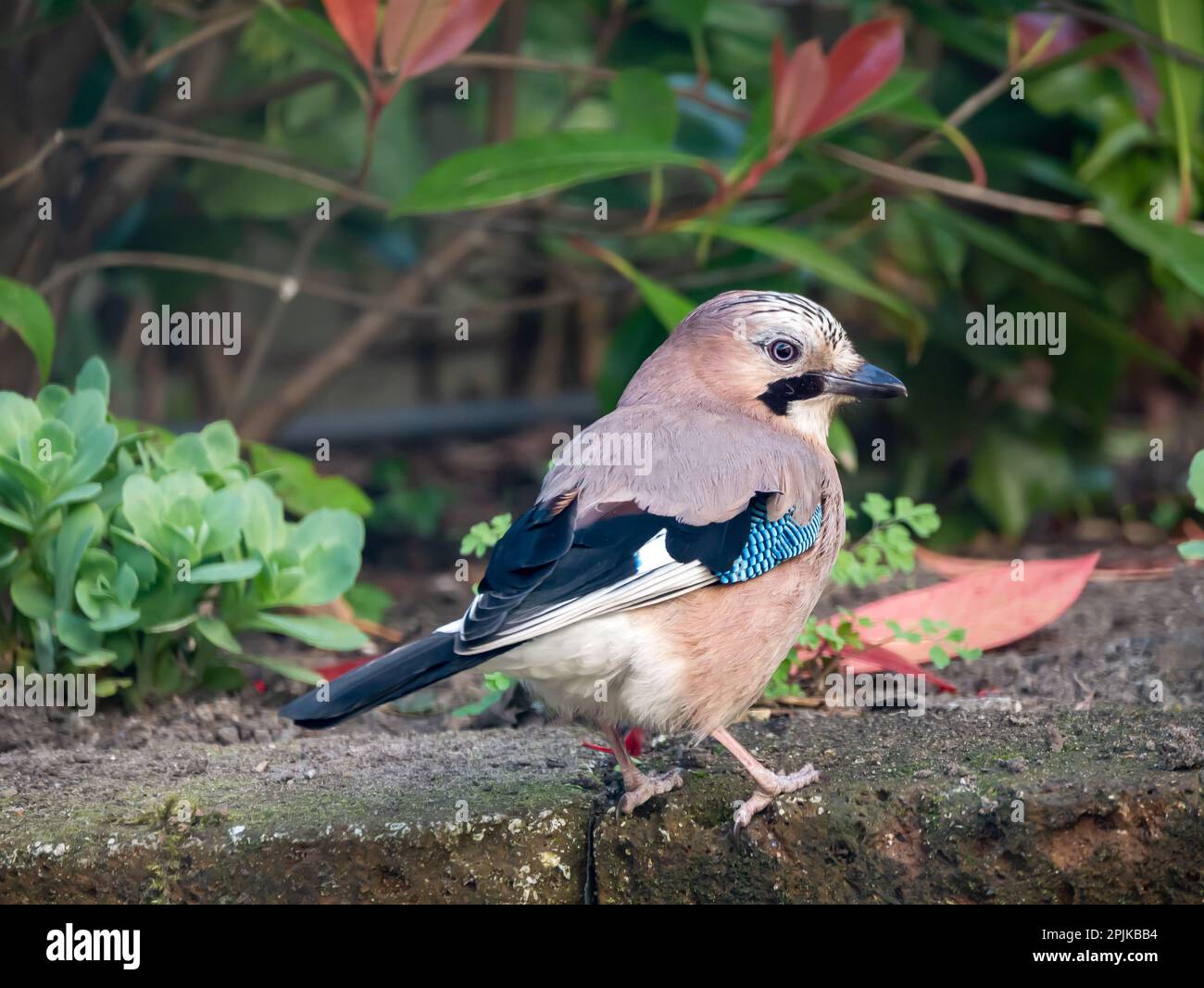 Oiseau eurasien Jay, Garrulus landarius perché sur un mur de briques dans le jardin, pays-Bas Banque D'Images