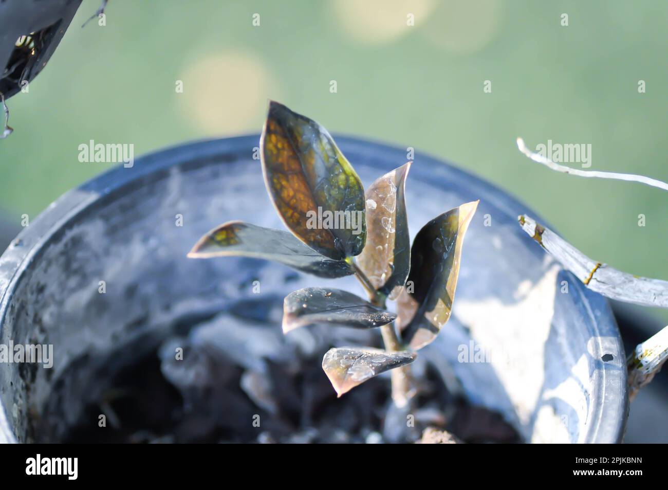 Zamiocuccas zamifolia , Zanzibar Gem ou ARACEAE ou noir Zamiocuccas zamifolia ou plante noire dans le pot de fleurs Banque D'Images