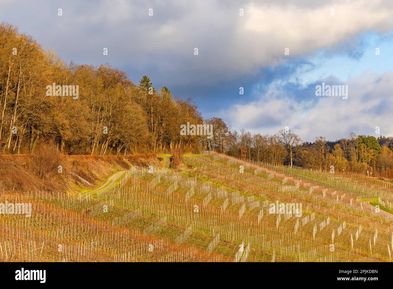Vignoble pittoresque avec vignes sur une pente près d'Ingelfingen au coucher du soleil, Hohenlohekreis, Bade-Wurtemberg, Allemagne Banque D'Images Vignoble pittoresque avec vignes sur une pente près d'Ingelfingen au coucher du soleil, Hohenlohekreis, Bade-Wurtemberg, Allemagne Banque D'Images