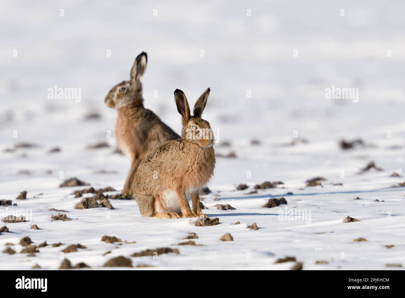 L'hiver... Lièvre européen ( Lepus europaeus ), deux lièvres dans la neige sur un champ Banque D'Images