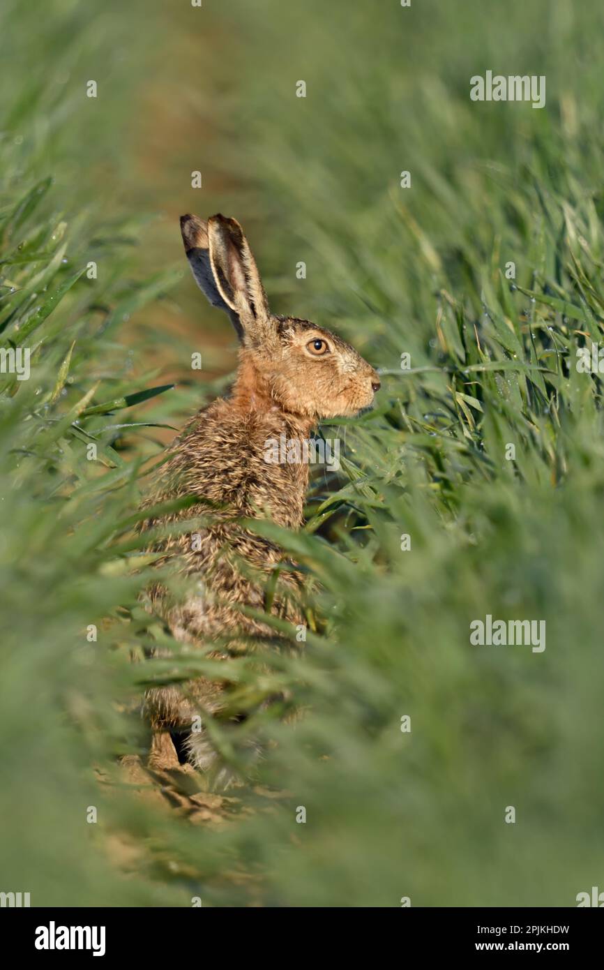 dans le grain humide de pluie... Lièvre européen ( Lepus europaeus ) assis sur la voie d'un champ de céréales Banque D'Images