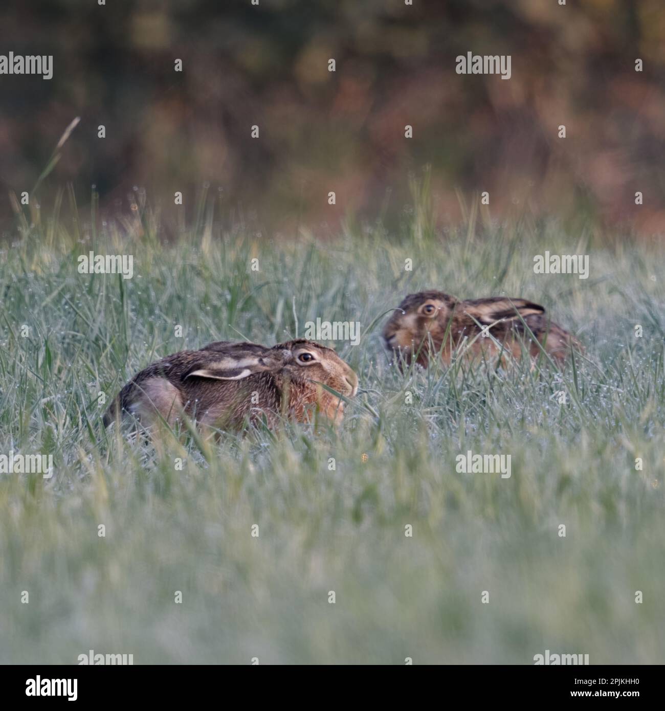 repose dans l'herbe... Lièvre européen ( Lepus europaeus ), deux lièvres tôt dans la matinée se reposant / se cachant sur la prairie couverte de rosée Banque D'Images