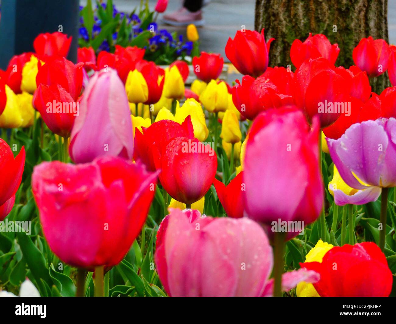Tulipes colorées et magnifiques Banque D'Images
