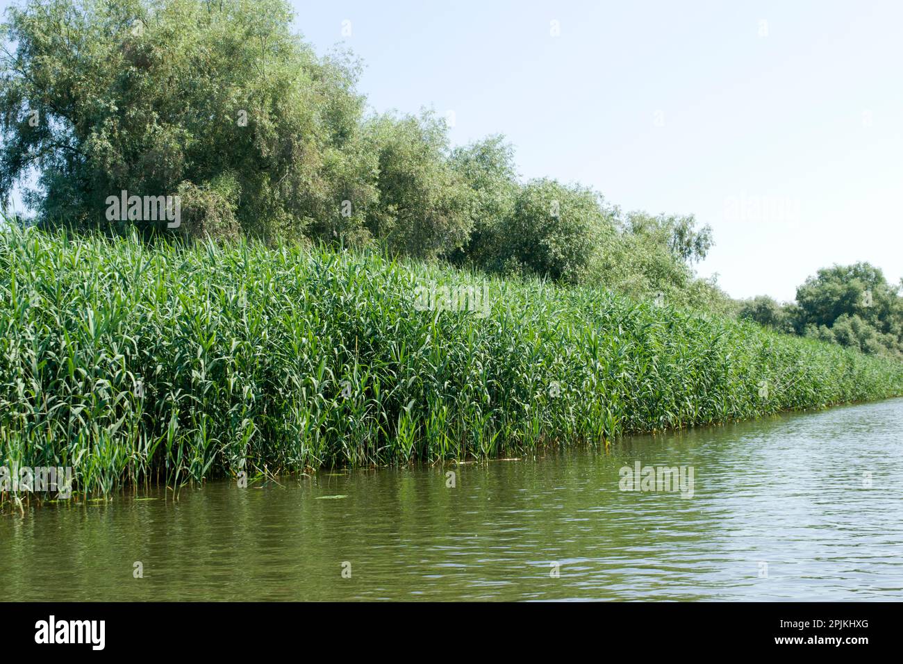 Nature sauvage et aquatique dans l'écosystème du delta du Danube, principalement couverte de zones humides et d'eau, composée de marais, de canaux, de ruisseaux et de lacs. Banque D'Images