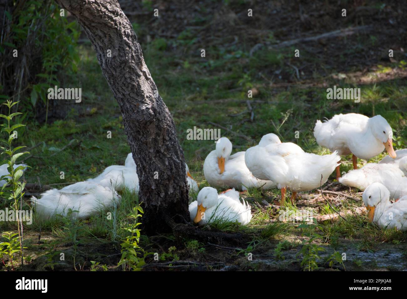Nature sauvage et aquatique dans l'écosystème du delta du Danube : un troupeau de canards blancs sauvages se reposant à l'ombre d'un arbre sur l'une des rives d'un canal. Banque D'Images