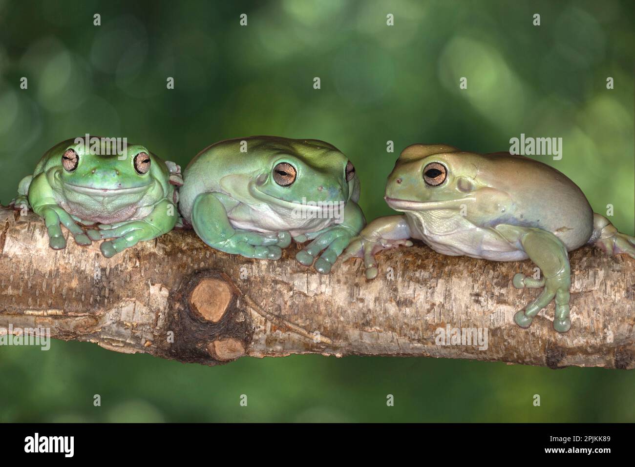 Australie. Les grenouilles des arbres de White sont en bois. Banque D'Images