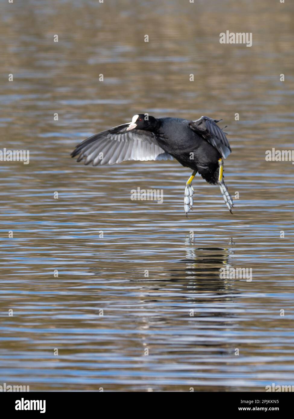Craot débarque sur terre - action Shot Banque D'Images