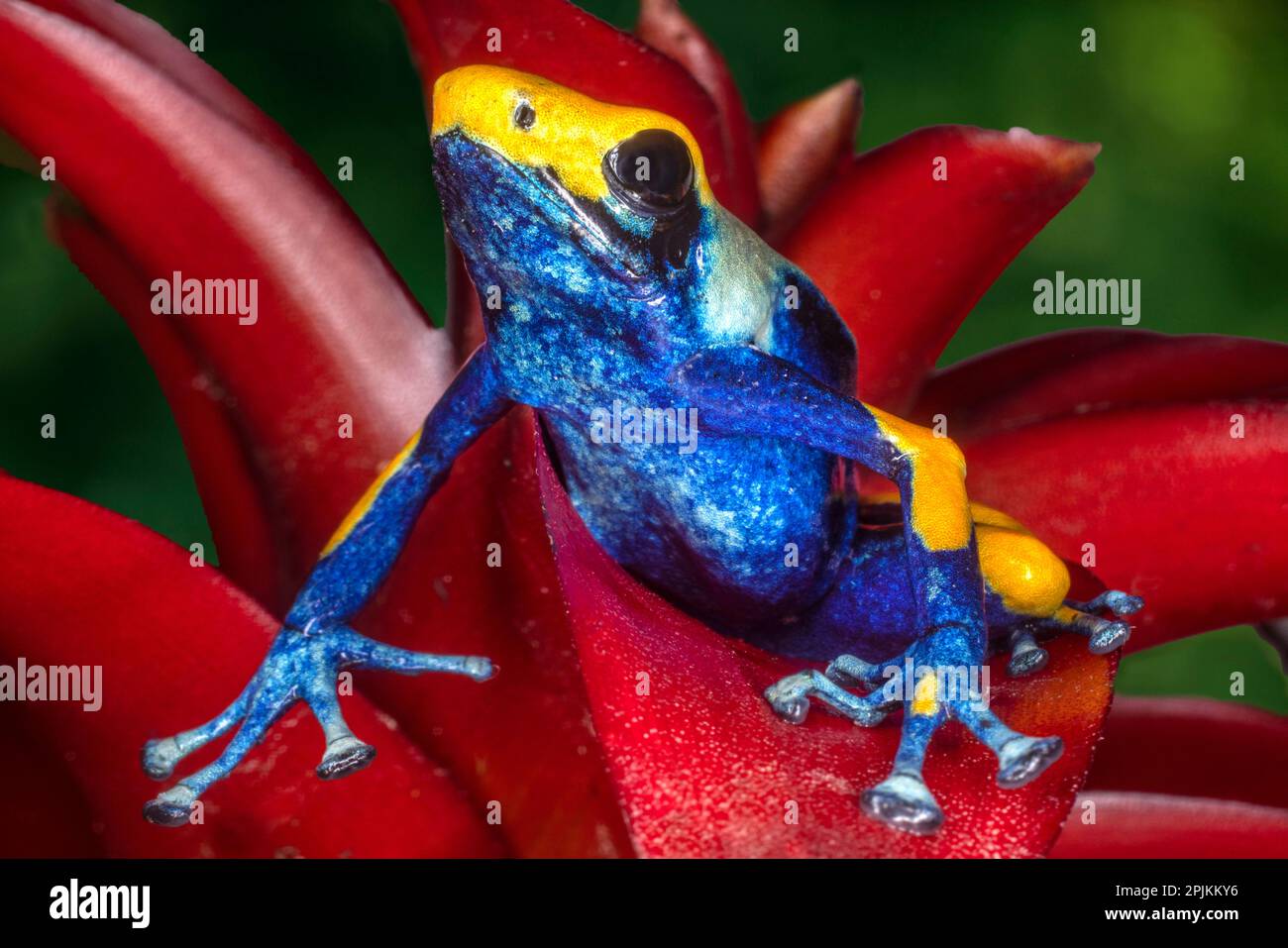 Gros plan de la grenouille de dart toxique sur l'usine. Banque D'Images