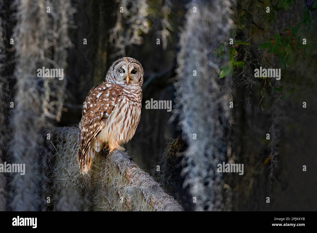 Hibou barré perché dans une forêt de cyprès chauve avec de la mousse espagnole Banque D'Images