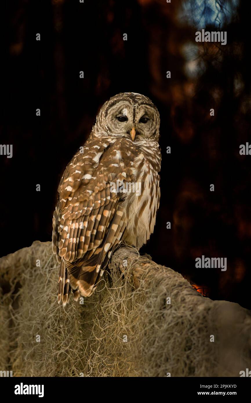 Hibou barré perché dans une forêt de cyprès chauve avec de la mousse espagnole Banque D'Images