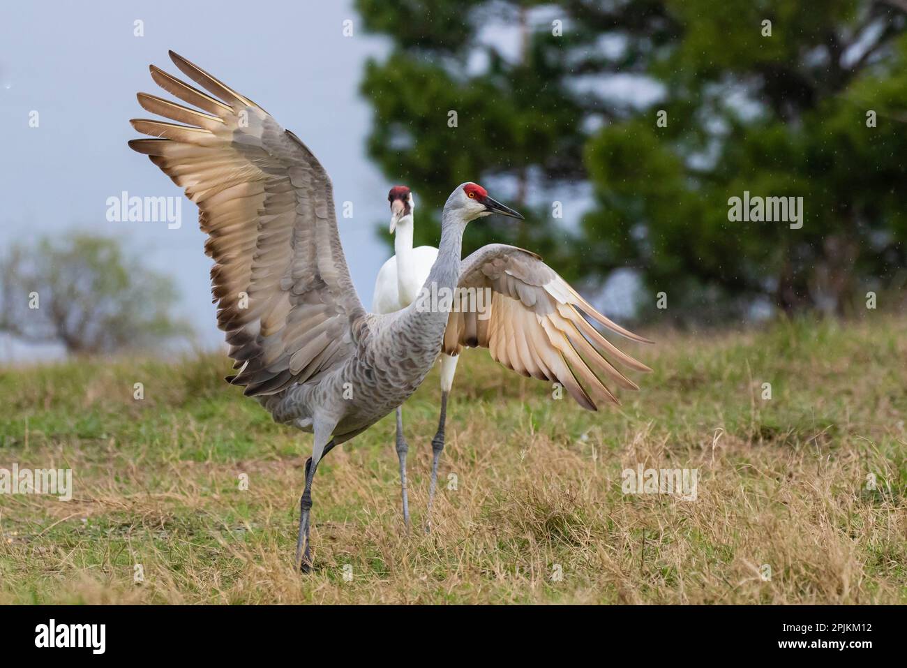 Grue blanche à la chasse de la grue de Sandhill, côte du Texas Banque D'Images