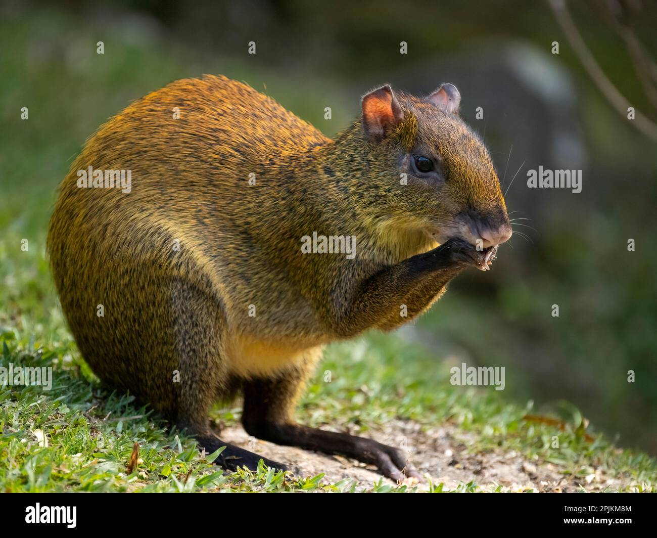 Amérique centrale Agouti, Bosque del Paz, Costa Rica Banque D'Images