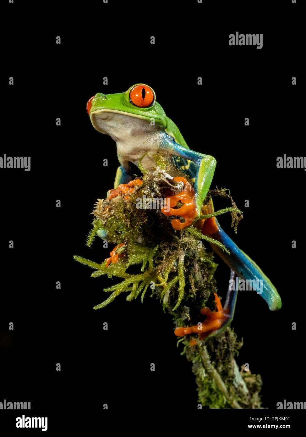 Treefrog aux yeux rouges, Costa Rica, Amérique centrale Banque D'Images