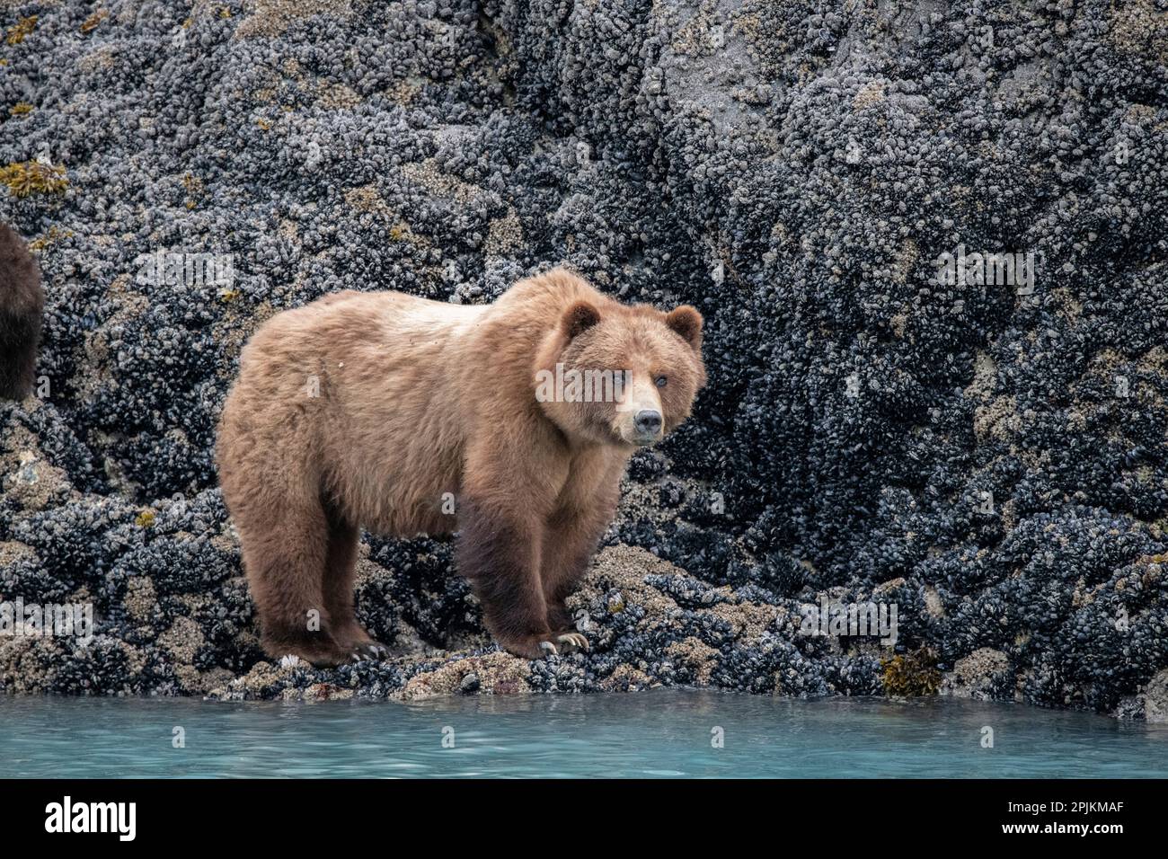 Un ours brun à la recherche de nourriture à marée basse, Muir Inlet, Glacier Bay. Banque D'Images